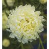Tower Yellow - China Aster Seed