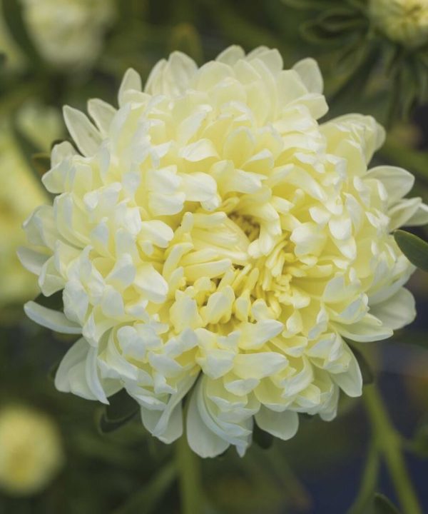 Tower Yellow - China Aster Seed