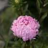 Tower Salmon - China Aster Seed