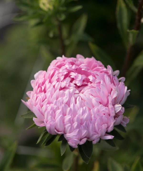 Tower Salmon - China Aster Seed