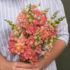 Madame Butterfly Bronze/White Snapdragon