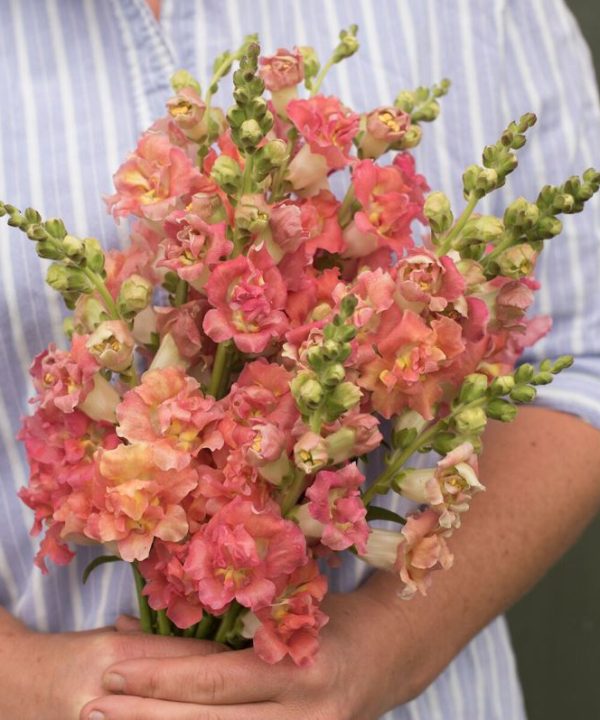 Madame Butterfly Bronze/White Snapdragon
