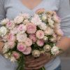 Silvery Rose - Strawflower Seed