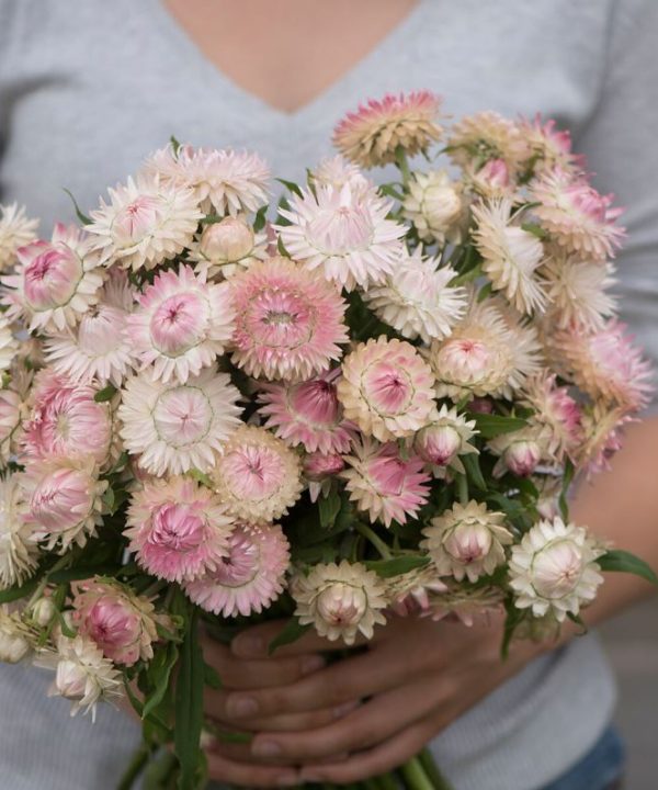Silvery Rose - Strawflower Seed