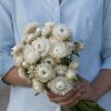 Vintage White - Strawflower Seed