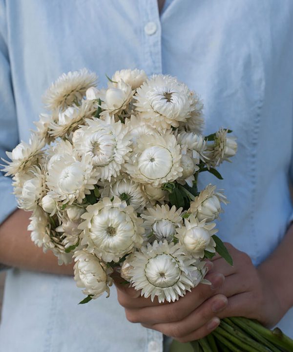 Vintage White - Organic Strawflower Seed