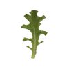 Clearwater - Organic Lettuce Seed