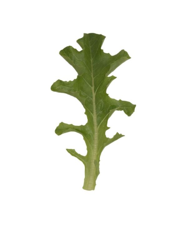 Clearwater - Organic Lettuce Seed