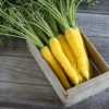 Gold Nugget - (F1) Carrot Seed