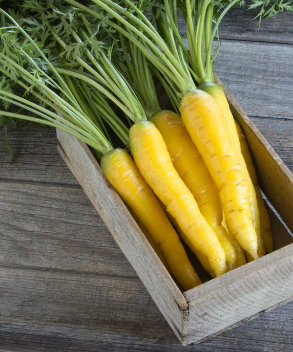 Gold Nugget - (F1) Carrot Seed