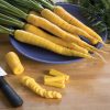 Yellowstone - Organic Carrot Seed
