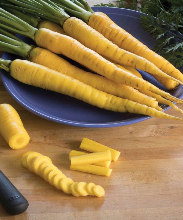 Yellowstone - Organic Carrot Seed