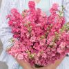 QIS? Carmine - Larkspur Seed