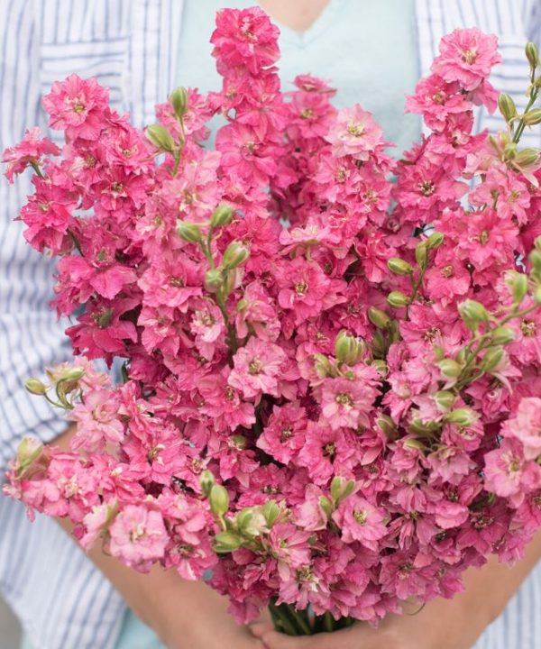 QIS? Carmine - Larkspur Seed