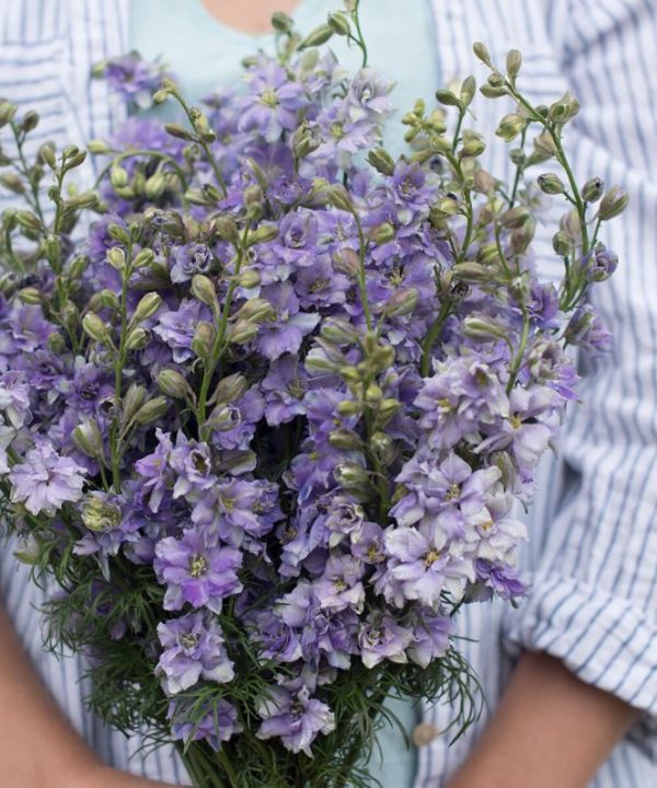 QIS? Light Blue - Larkspur Seed