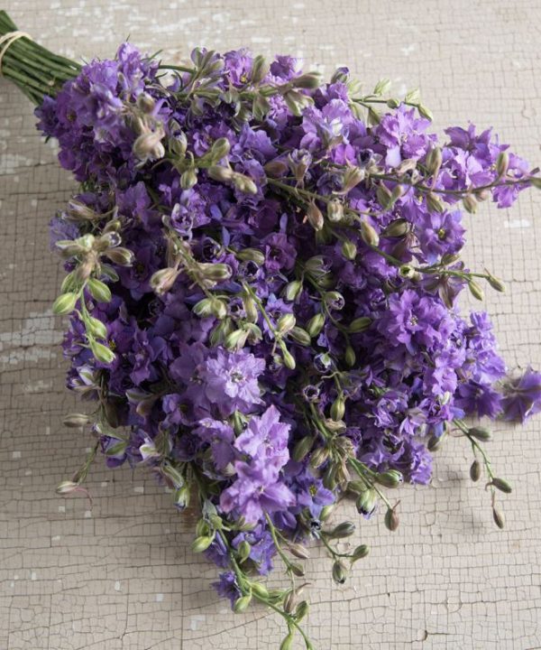 QIS? Lilac - Larkspur Seed
