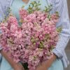 QIS? Light Pink - Larkspur Seed