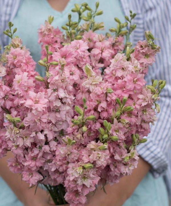 QIS? Light Pink - Larkspur Seed