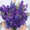 QIS? Dark Blue - Larkspur Seed