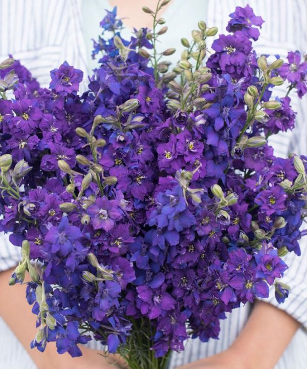 QIS? Dark Blue - Larkspur Seed