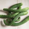Suyo Long - Organic Cucumber Seed