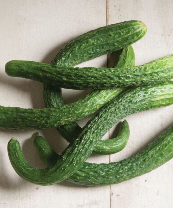 Suyo Long - Organic Cucumber Seed