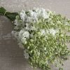 QIS? White - Larkspur Seed