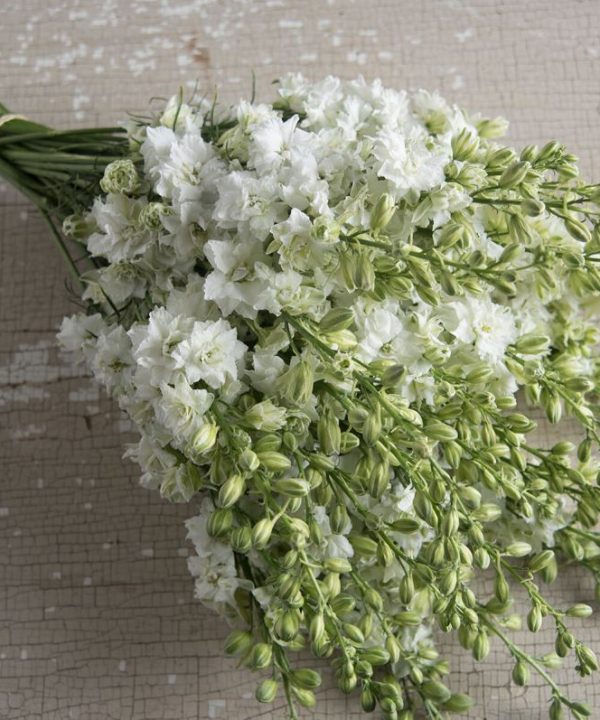QIS? White - Larkspur Seed