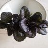 Red Cloud - Red Tatsoi Seeds