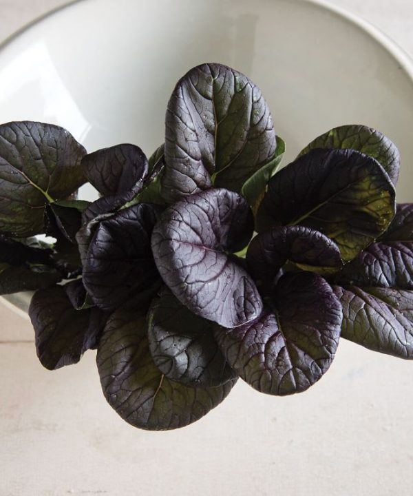 Red Cloud - Red Tatsoi Seeds