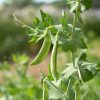 PLS 141 - Pea Seed