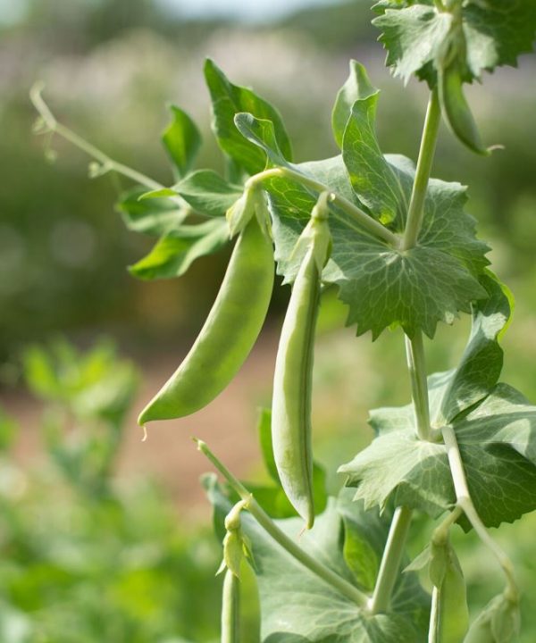 PLS 141 - Pea Seed