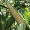 Kickoff XR - (F1) Corn Seed