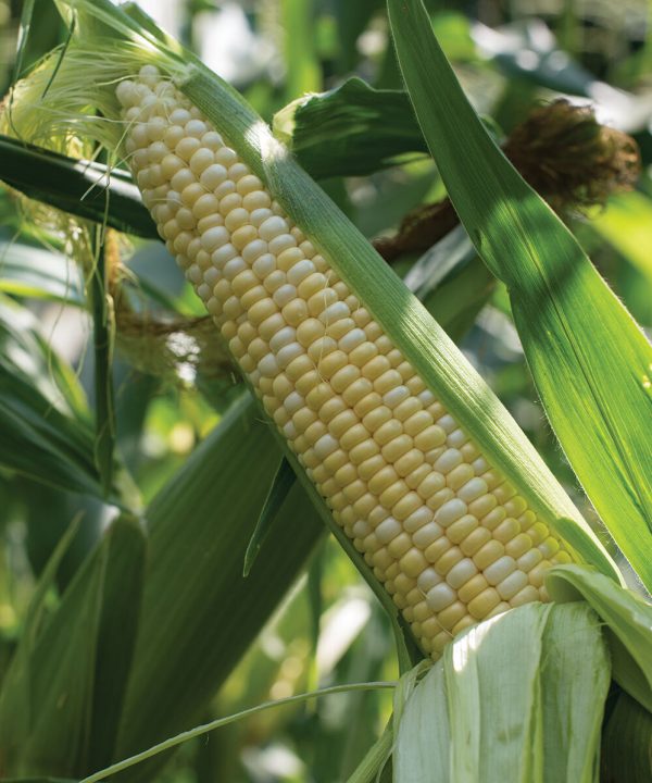 Kickoff XR - 1r (F1) Corn Seed