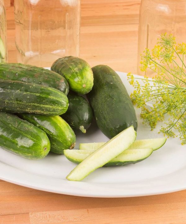 Max Pack - (F1) Cucumber Seed