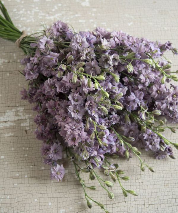 Misty Lavender - Larkspur Seed