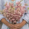 Fancy Pink with White Bee - Larkspur Seed