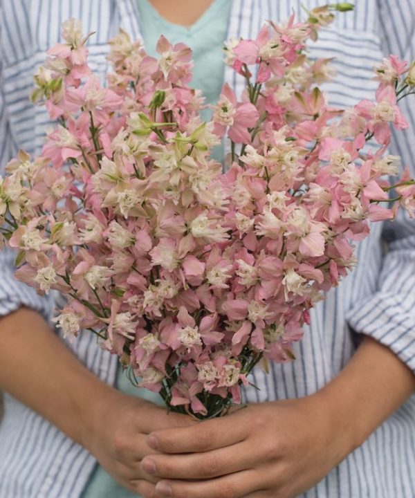 Fancy Pink with White Bee - Larkspur Seed