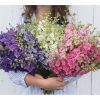 QIS? Larkspur Formula Mix - Larkspur Seed