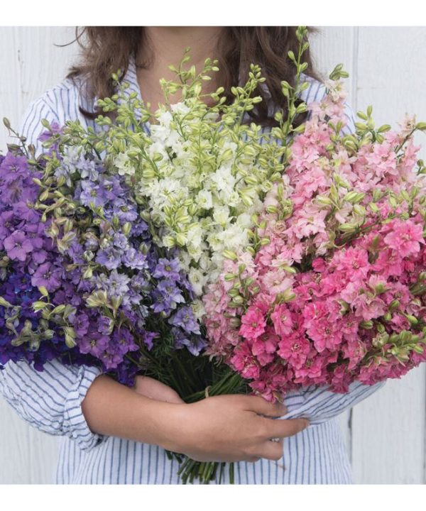 QIS? Larkspur Formula Mix - Larkspur Seed