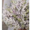 Fancy Smokey Eyes - Larkspur Seed