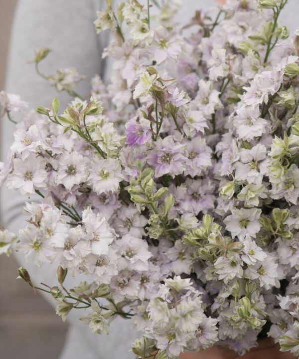 Fancy Smokey Eyes - Larkspur Seed