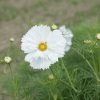 Fizzy White - Cosmos Seed