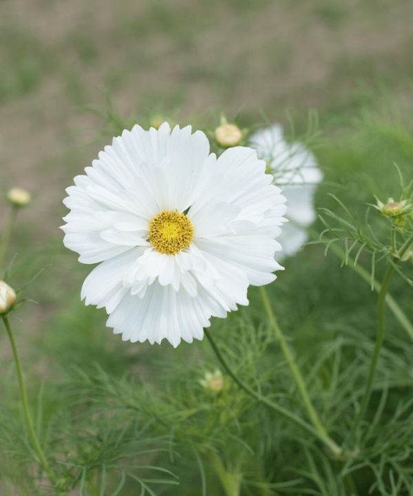 Fizzy White - Cosmos Seed