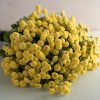 Vegmo Sunny Ball - Matricaria Seed