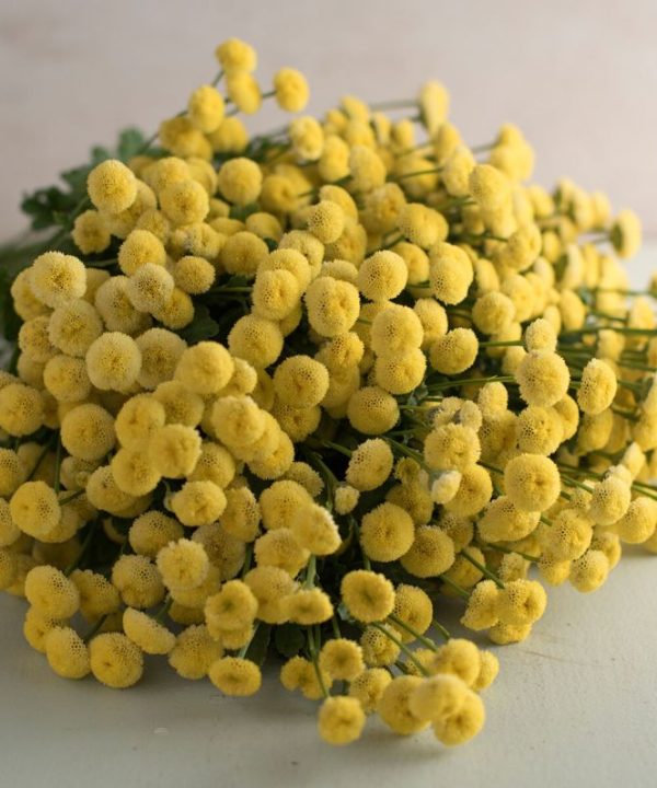 Vegmo Sunny Ball - Matricaria Seed