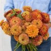 Queen Lime Orange - Zinnia Seed