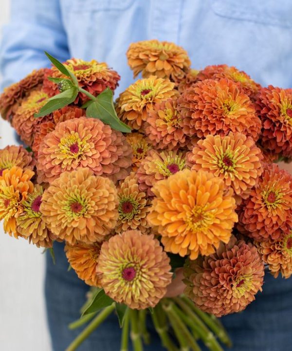 Queen Lime Orange - Zinnia Seed