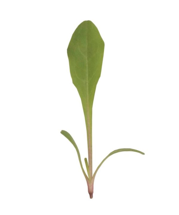 Dandelion, Red - Microgreen Seed