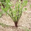 Italiko Red - Italian Dandelion Seed